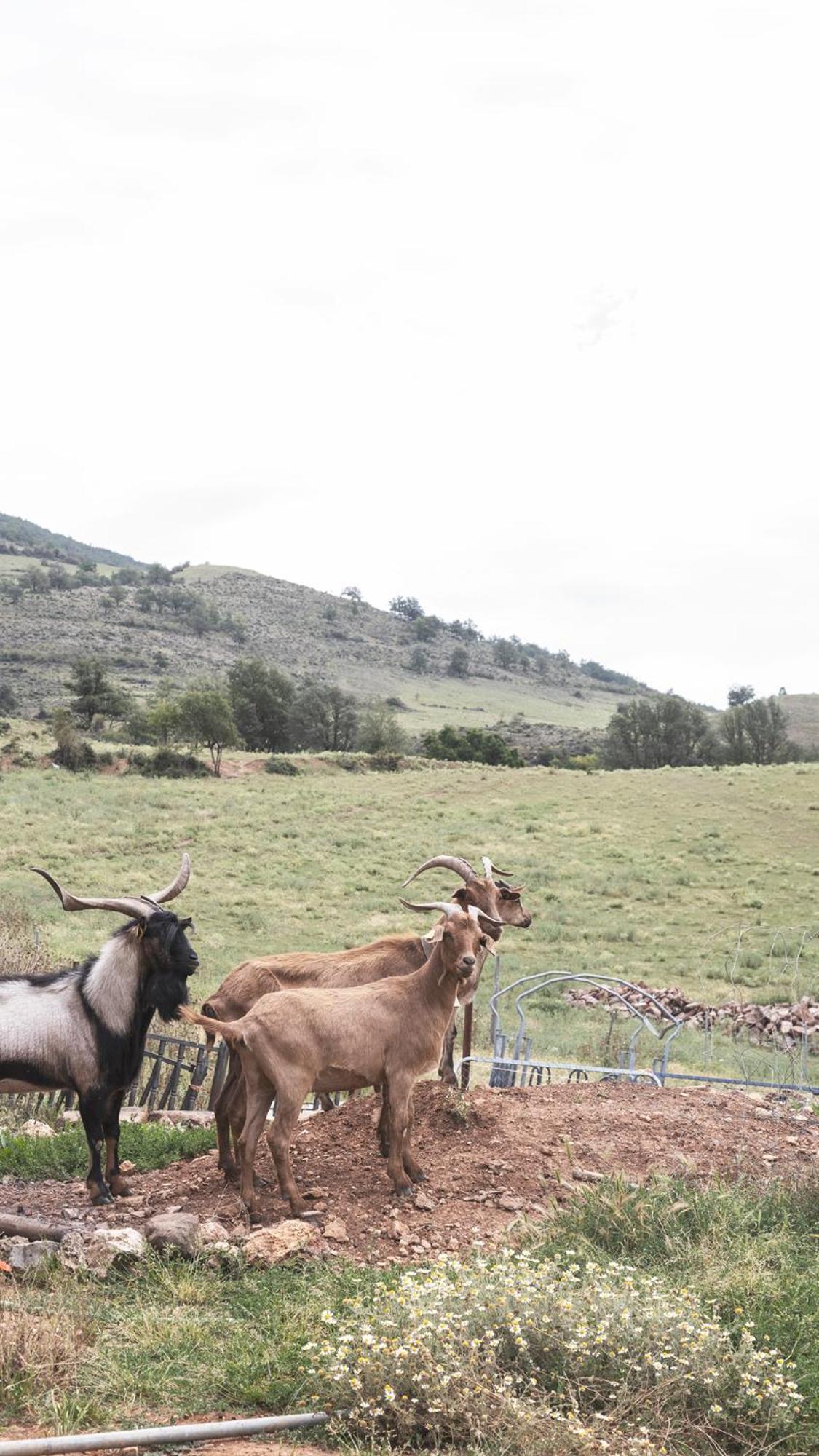 Apartamentos Turisticos Real Valle Ezcaray Zorraquín Dış mekan fotoğraf